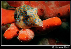 Toby on red sponge. by Dray Van Beeck 